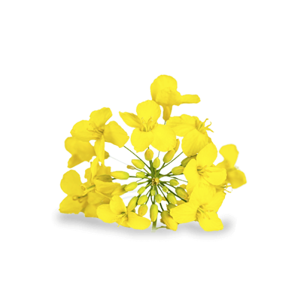 Organic Canola Oil