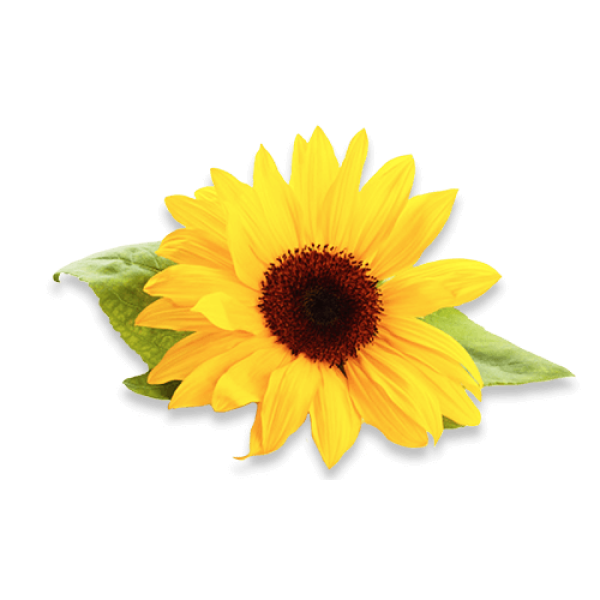 High Oleic Sunflower Oil
