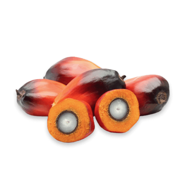 Palm Kernel Oil